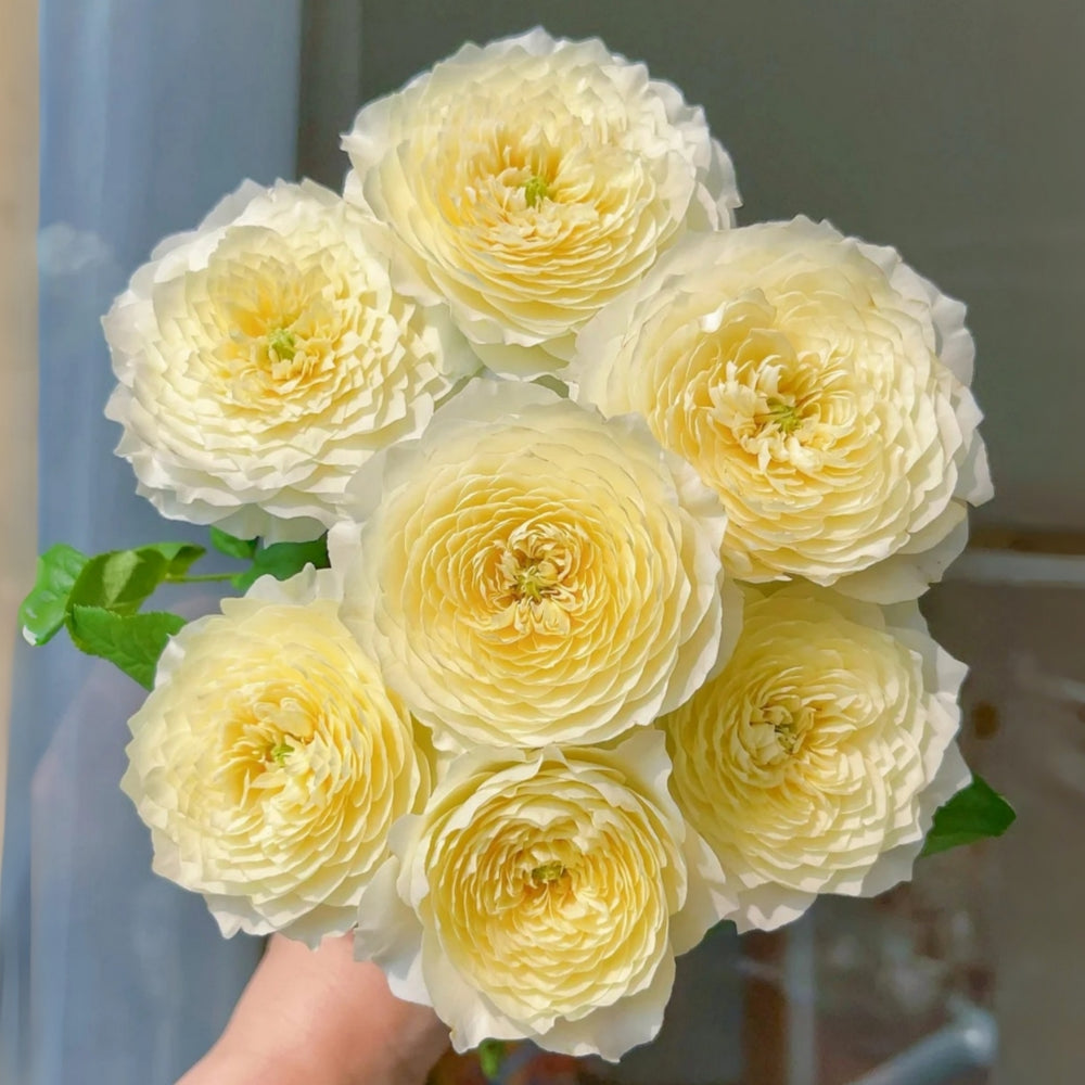 Fuguang Rose