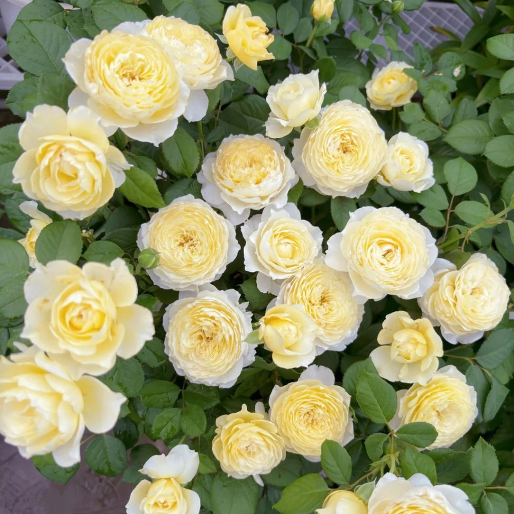 Fuguang Rose