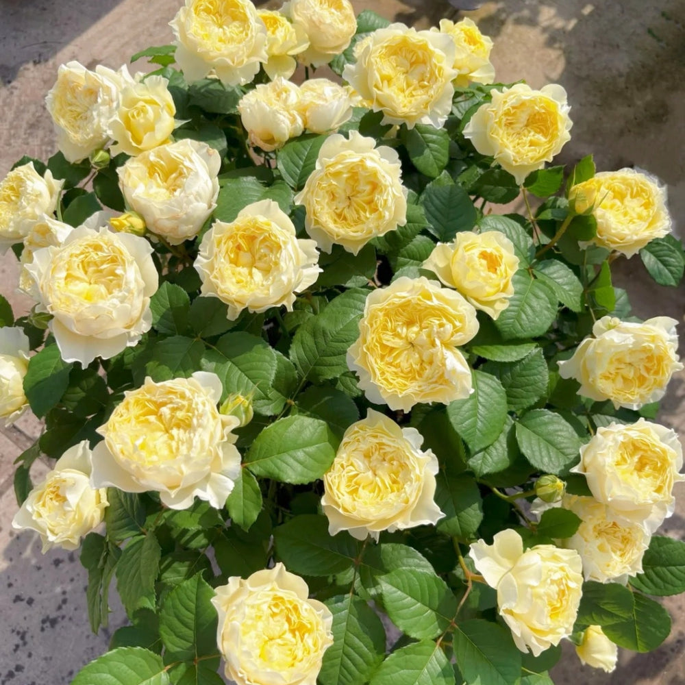 Fuguang Rose