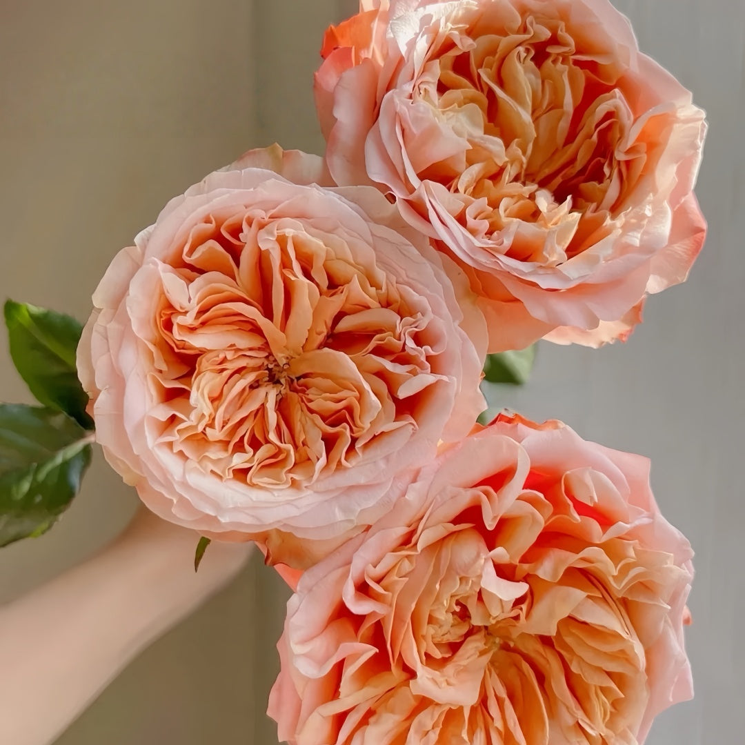 Funky Peach Rose