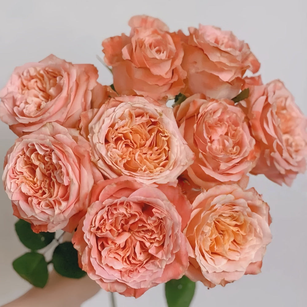 Funky Peach Rose