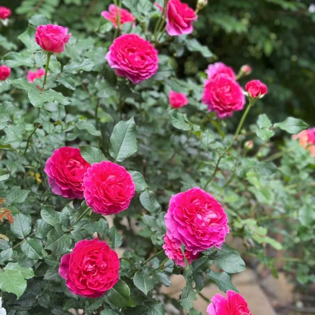 Gabriel Oak Rose