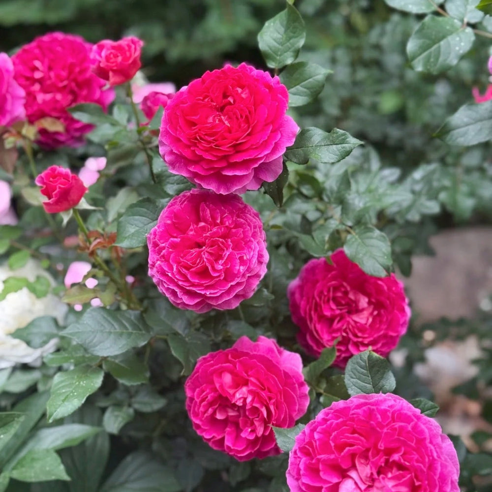 Gabriel Oak Rose