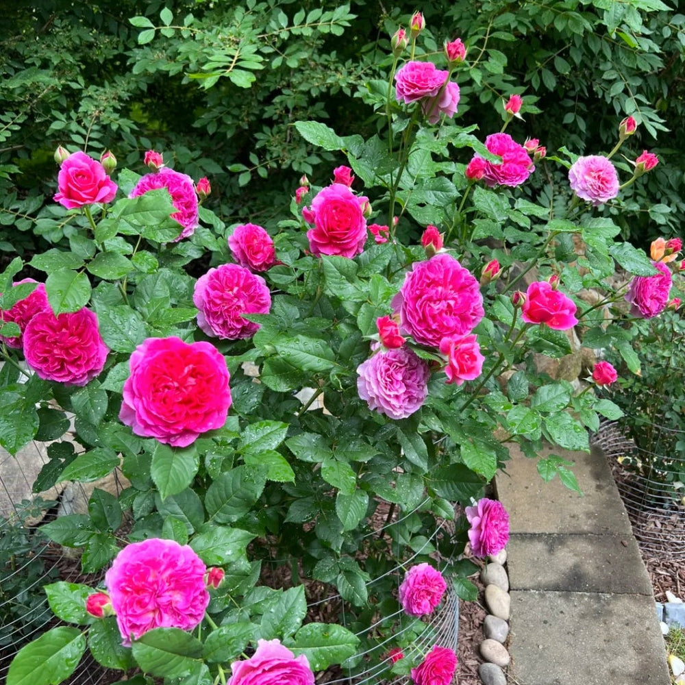 Gabriel Oak Rose