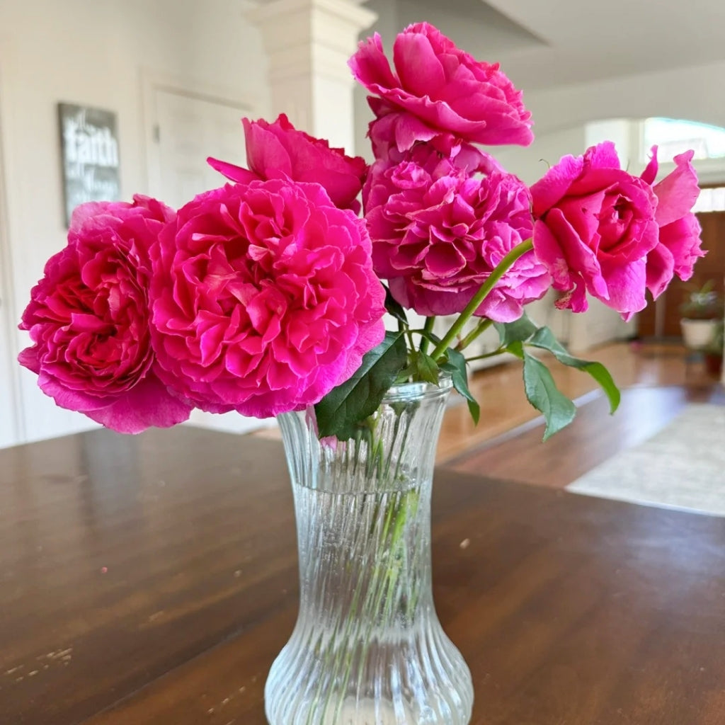 Gabriel Oak Rose