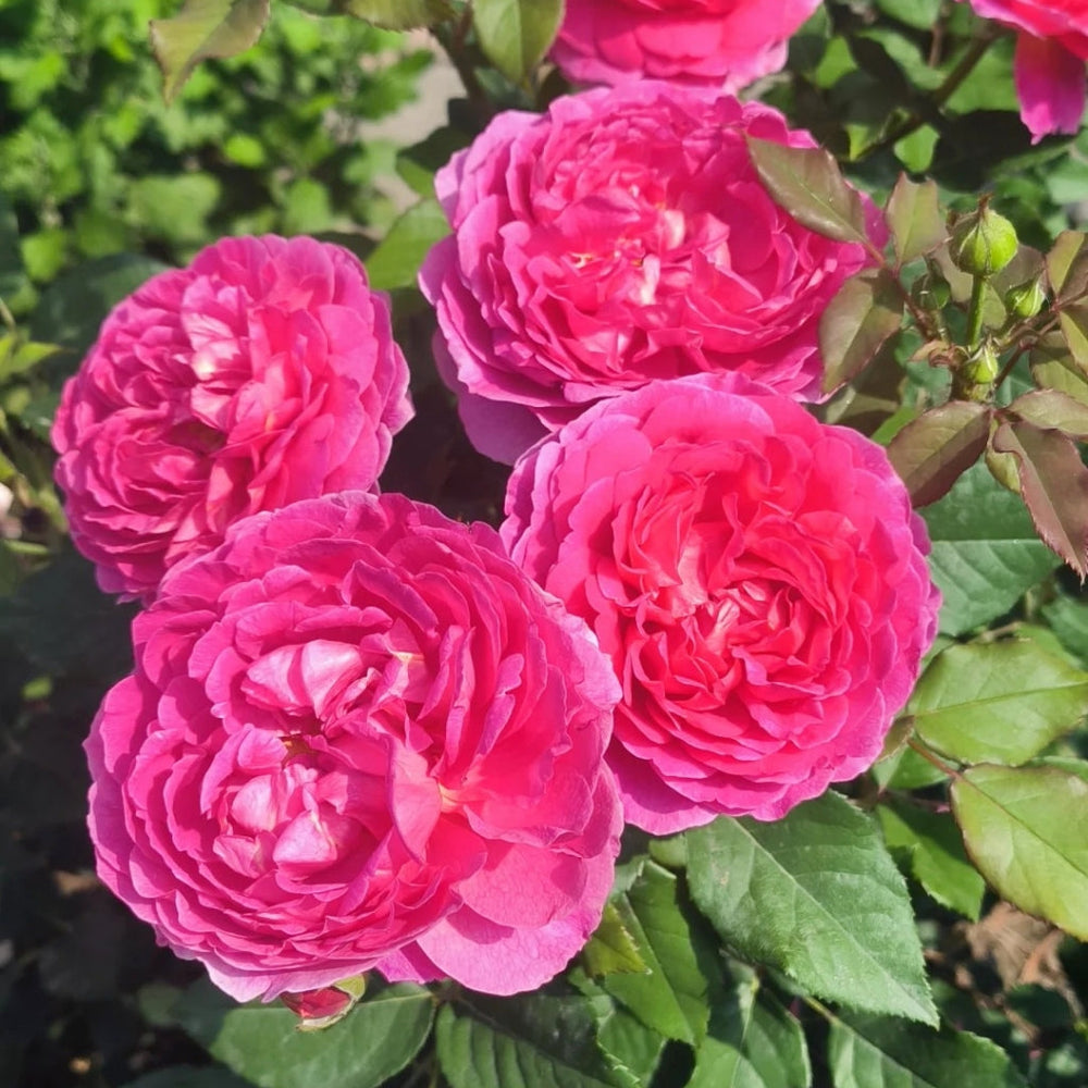Gabriel Oak Rose