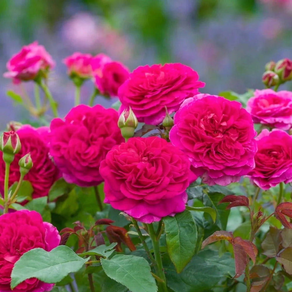 Gabriel Oak Rose