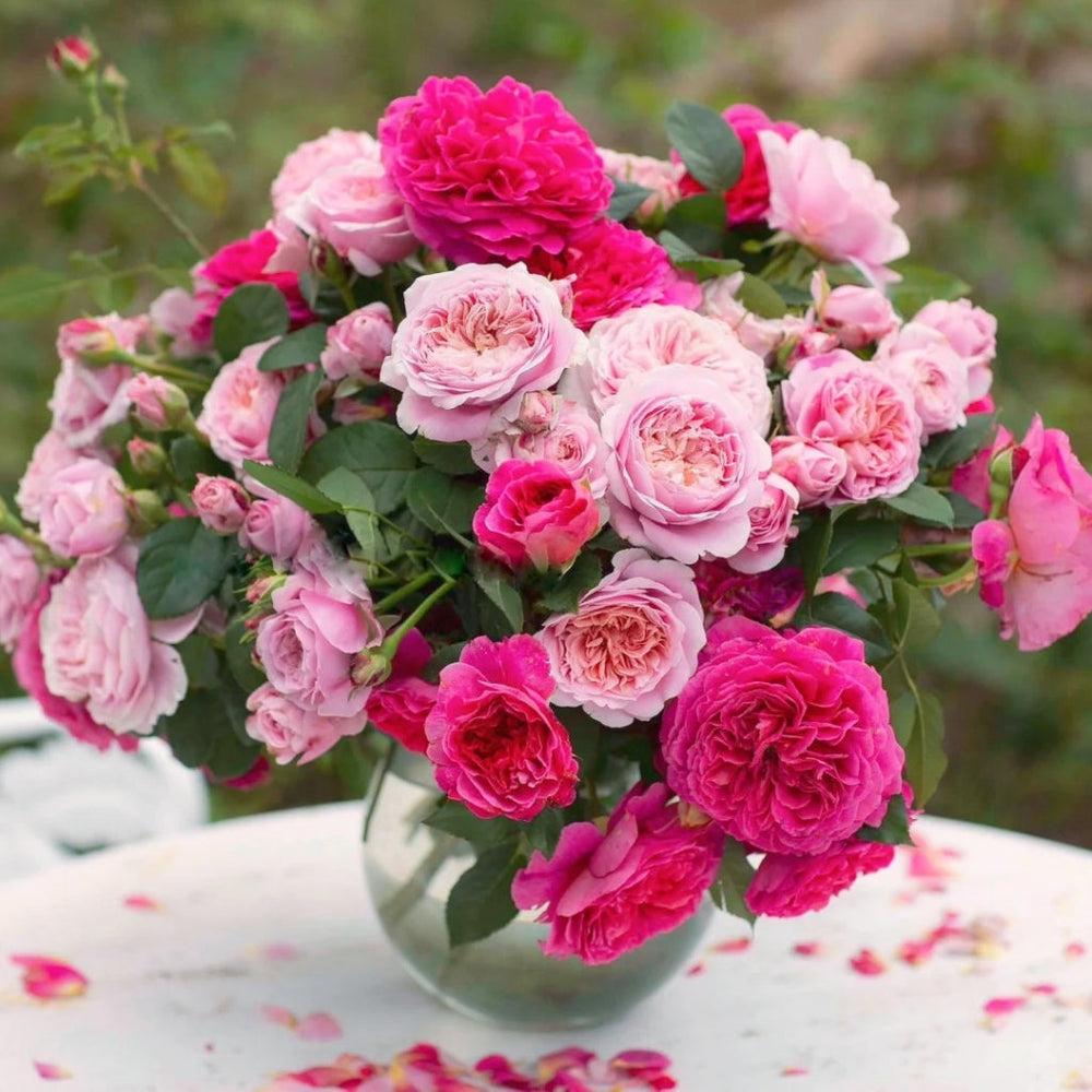 Gabriel Oak Rose