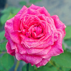 Galaxy Rose