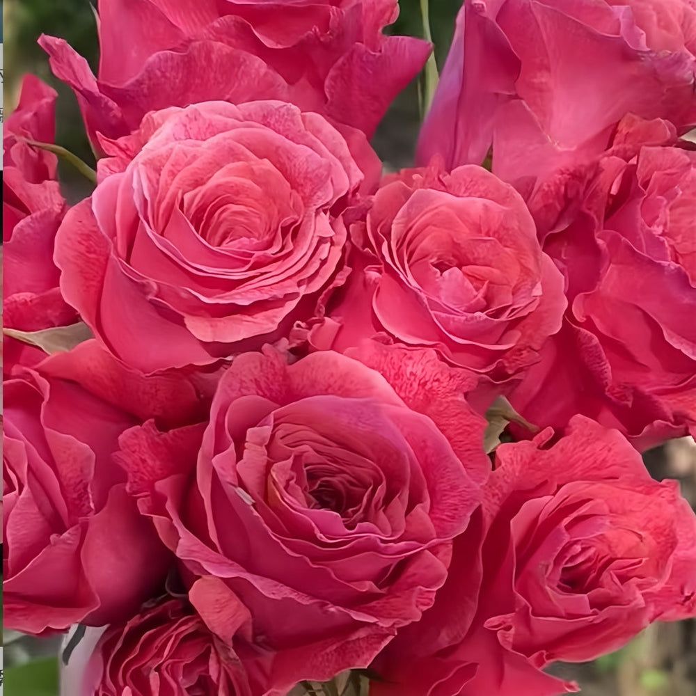 Galaxy Rose