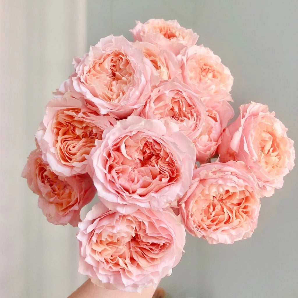Georgia Peach Rose