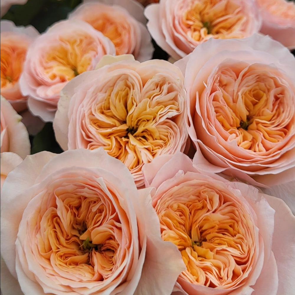 Georgina Gardens Rose