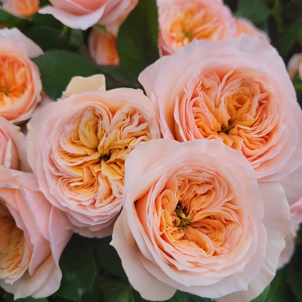 Georgina Gardens Rose