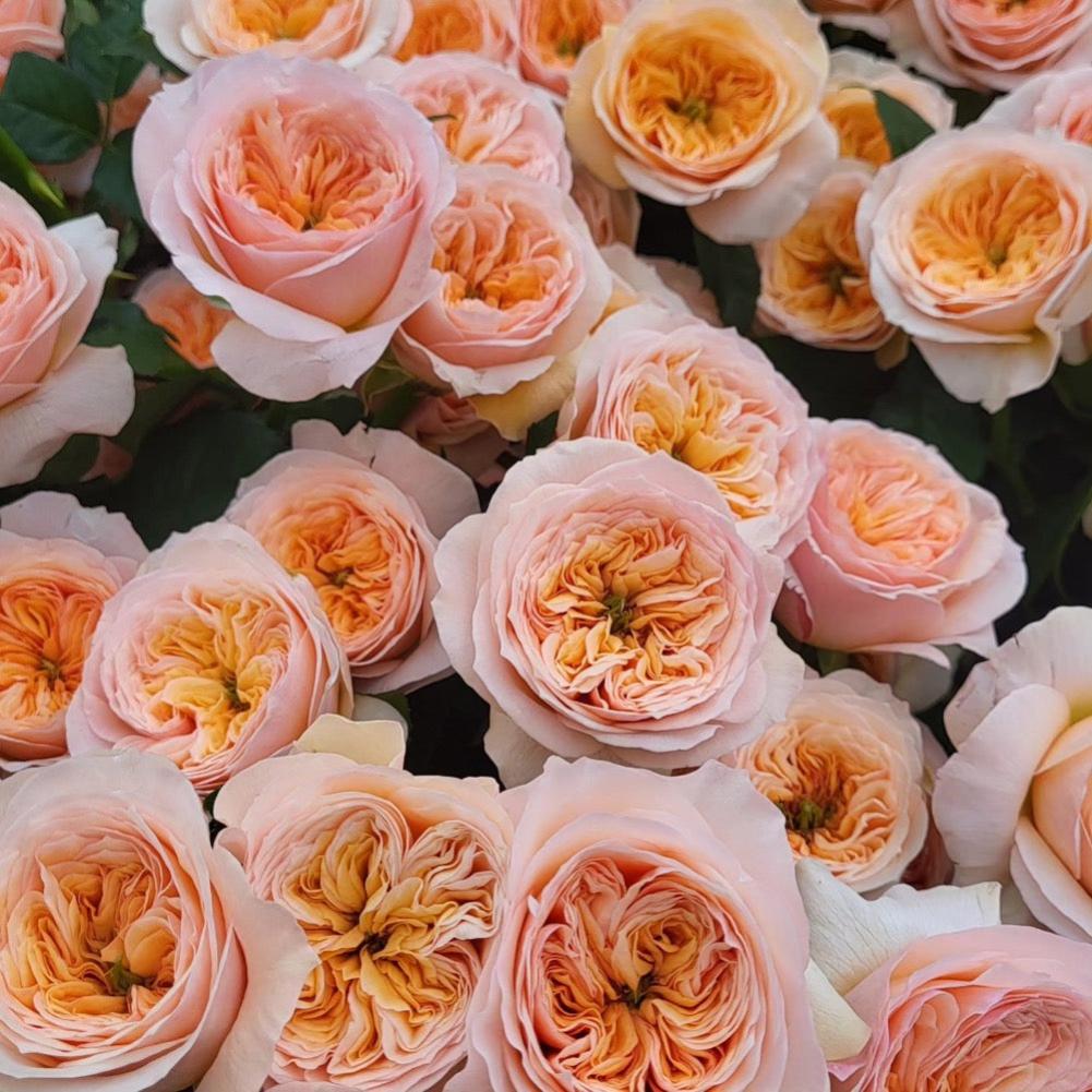 Georgina Gardens Rose