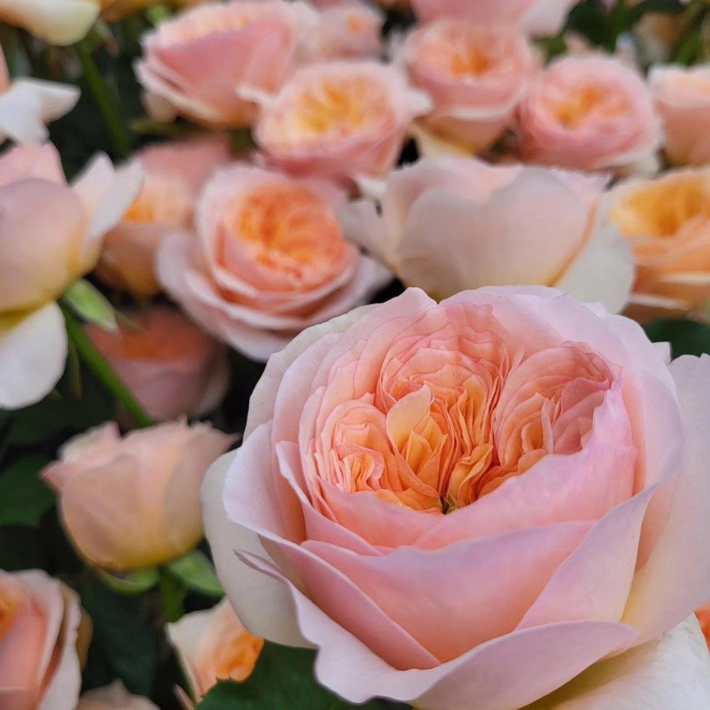 Georgina Gardens Rose