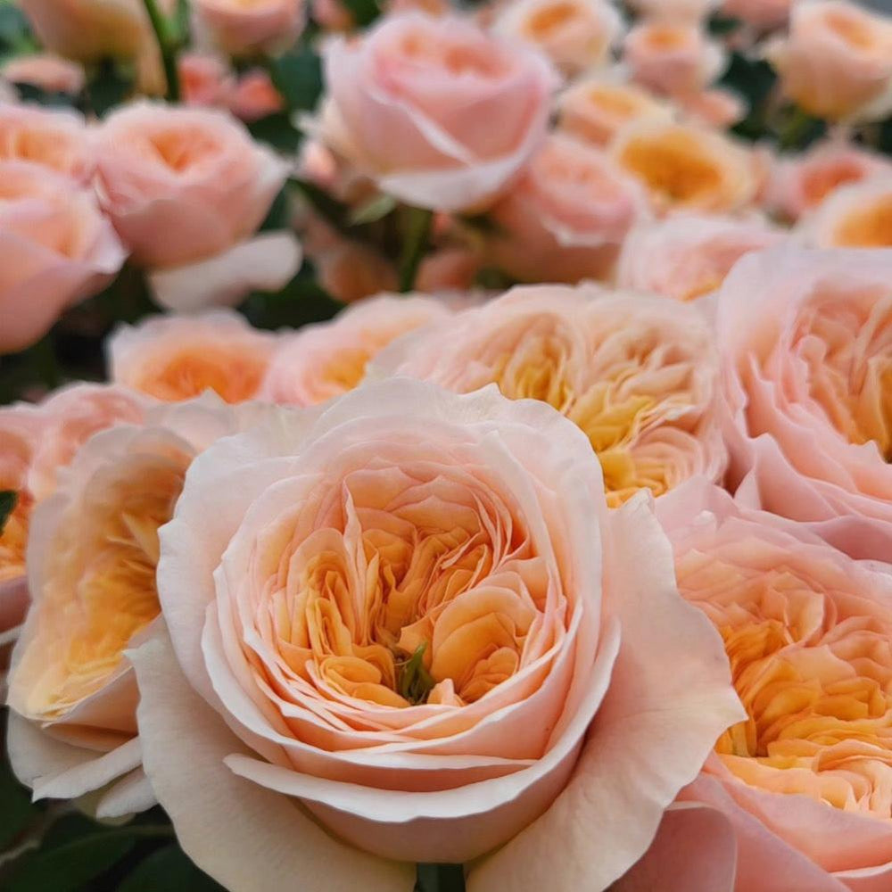 Georgina Gardens Rose