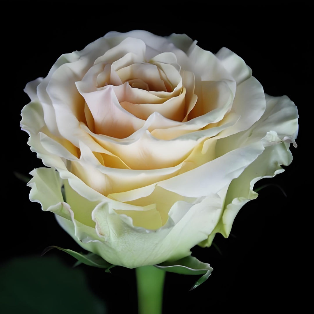 Ghobi Rose