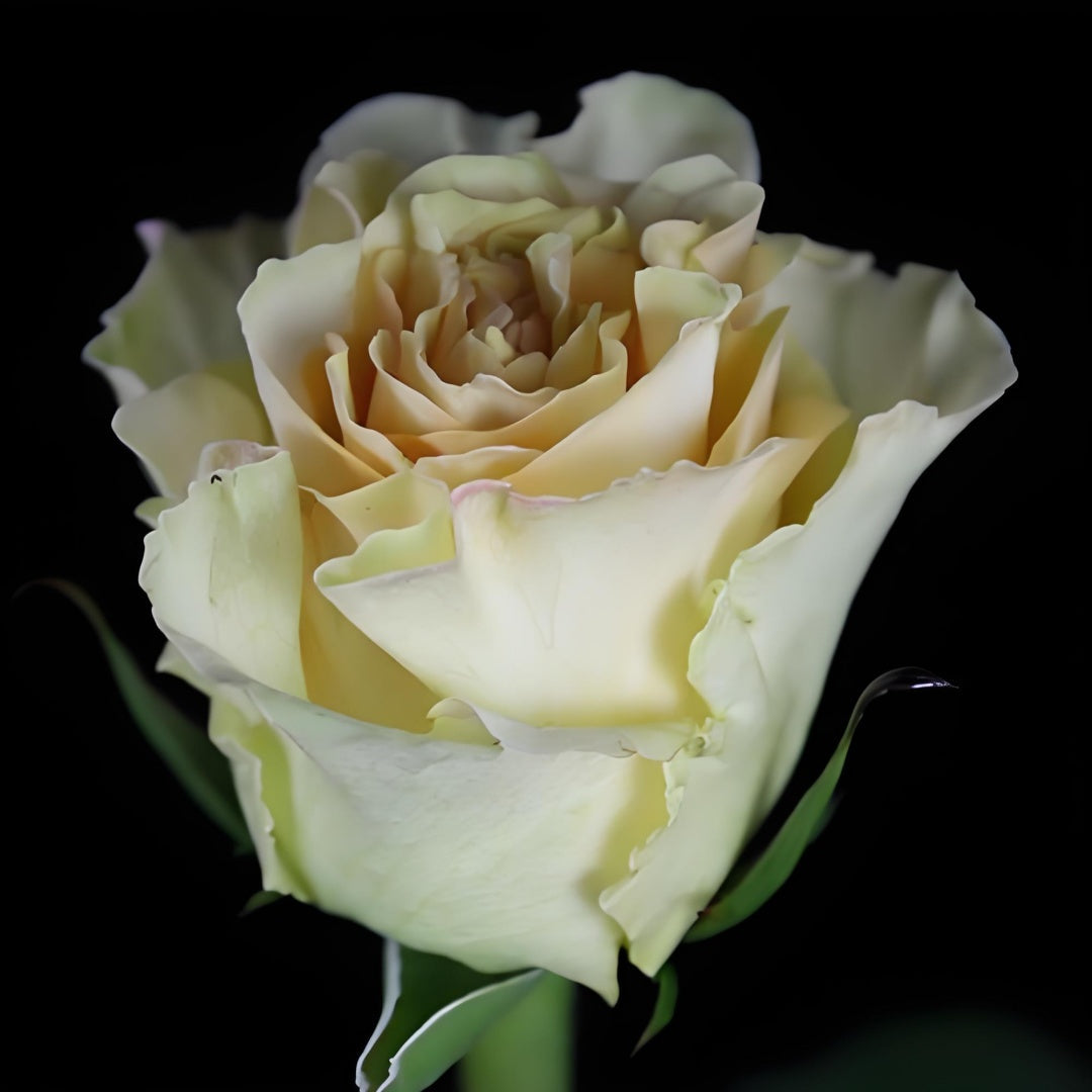 Ghobi Rose