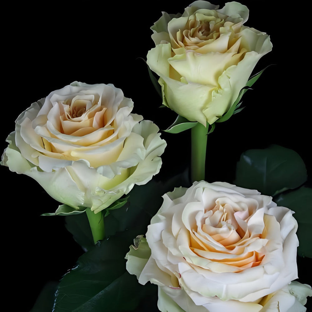 Ghobi Rose