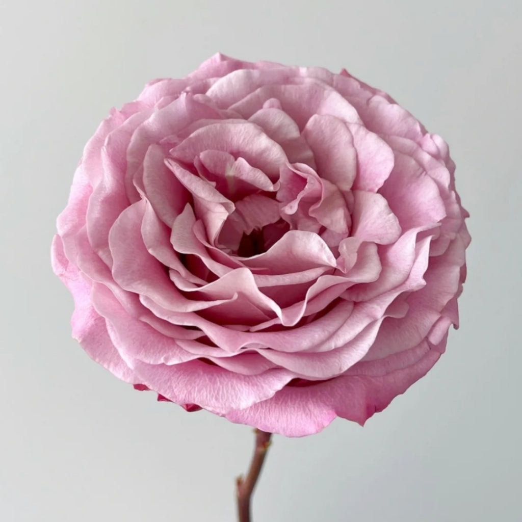 Ginette Rose