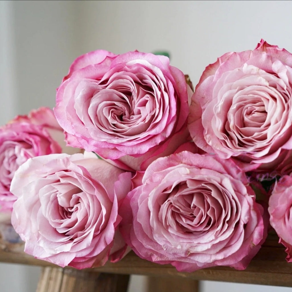Ginette Rose