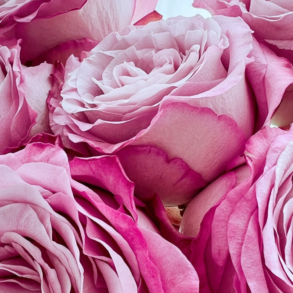 Ginette Rose