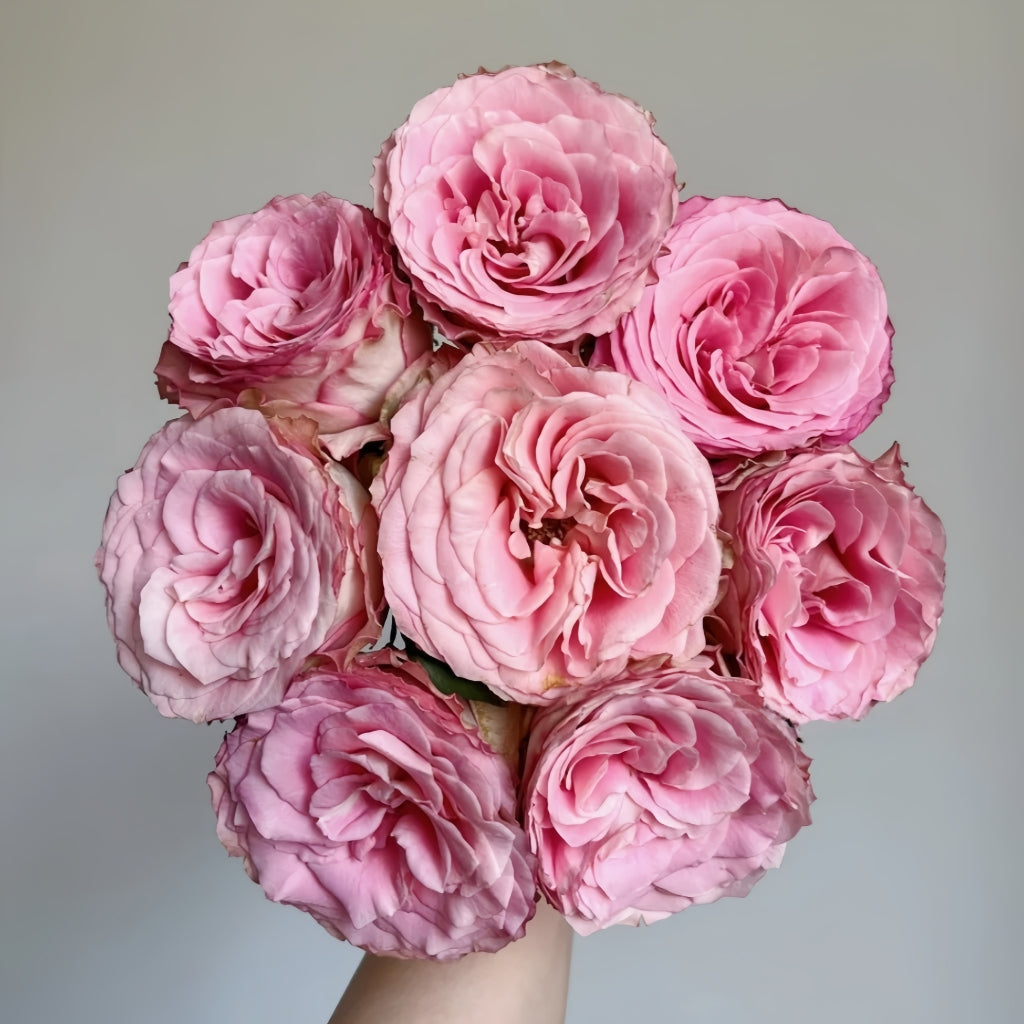 Ginette Rose