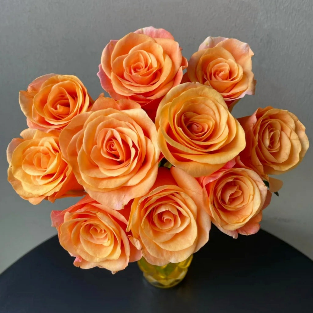 Ginger Cat Rose
