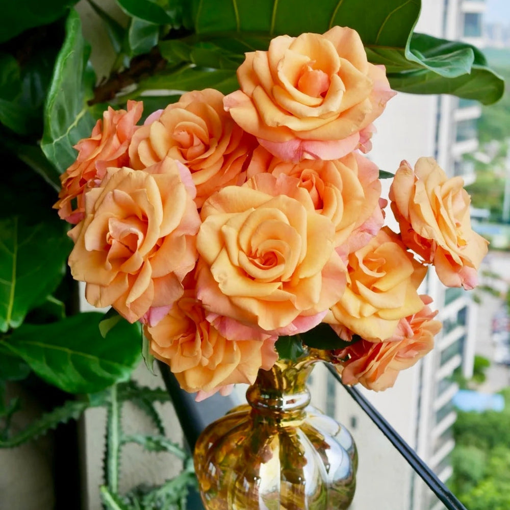Ginger Cat Rose