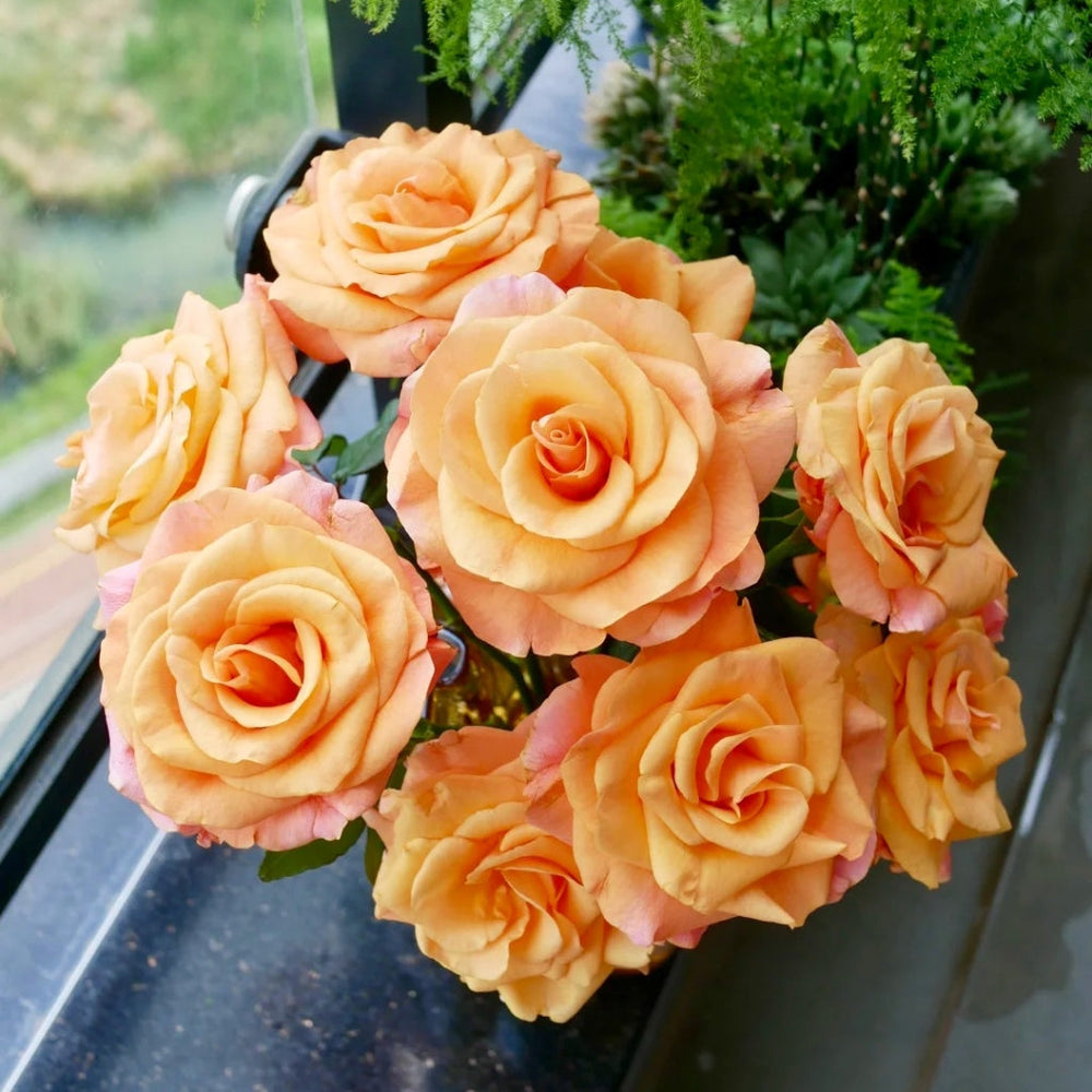 Ginger Cat Rose