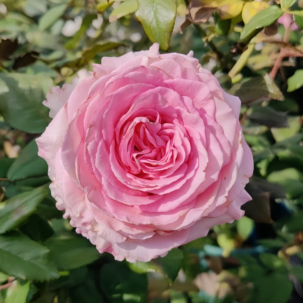 Goddess of the Luo River Rose