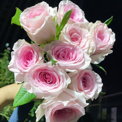 Goddess of the Luo River Rose