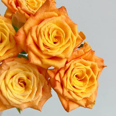 Gold Coast Rose
