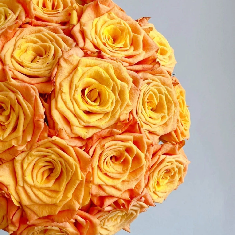 Gold Coast Rose
