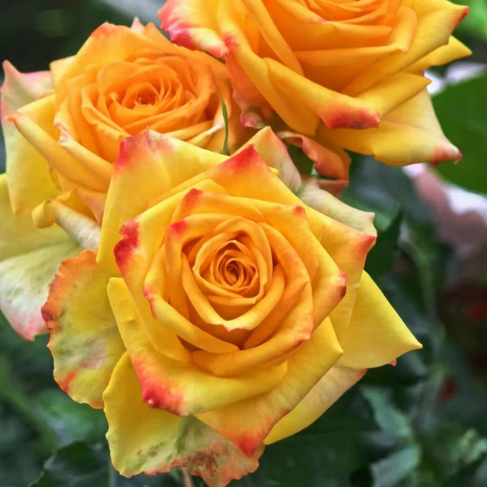 Gold Coast Rose
