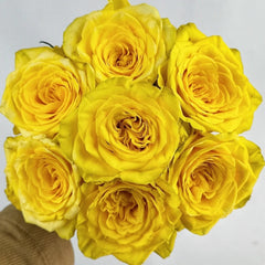 Goldfinch Rose