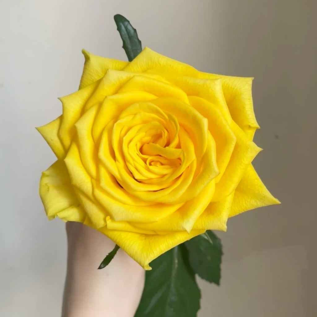 Goldfinch Rose