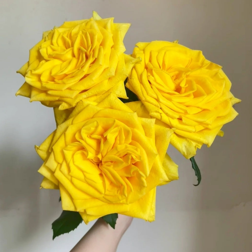 Goldfinch Rose