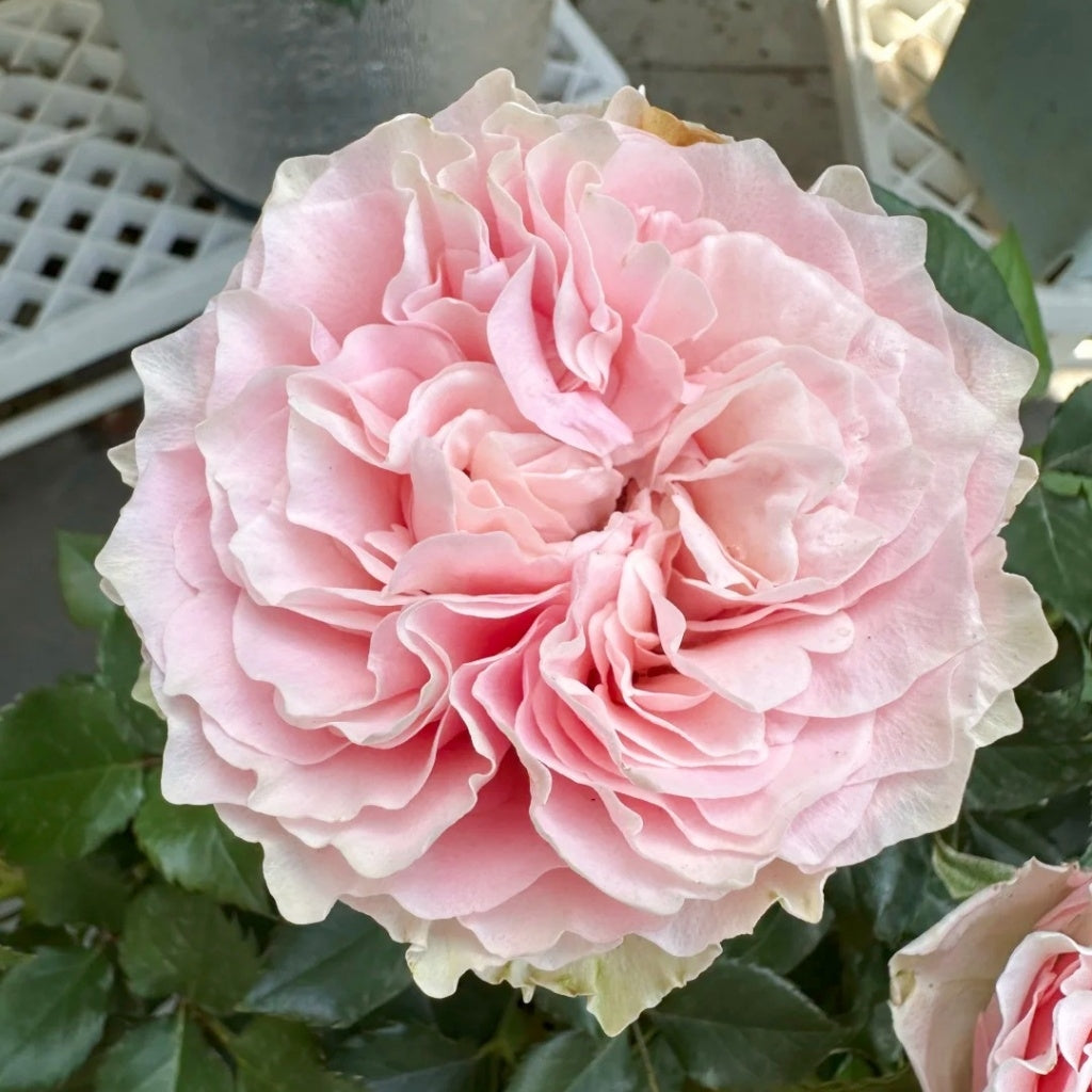 Gossip Girl Rose
