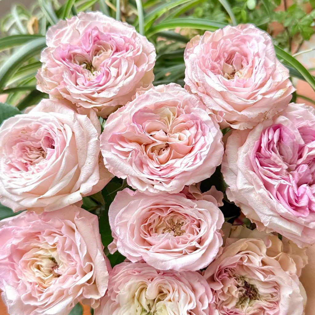 Gossip Girl Rose