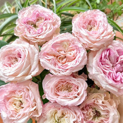 Gossip Girl Rose