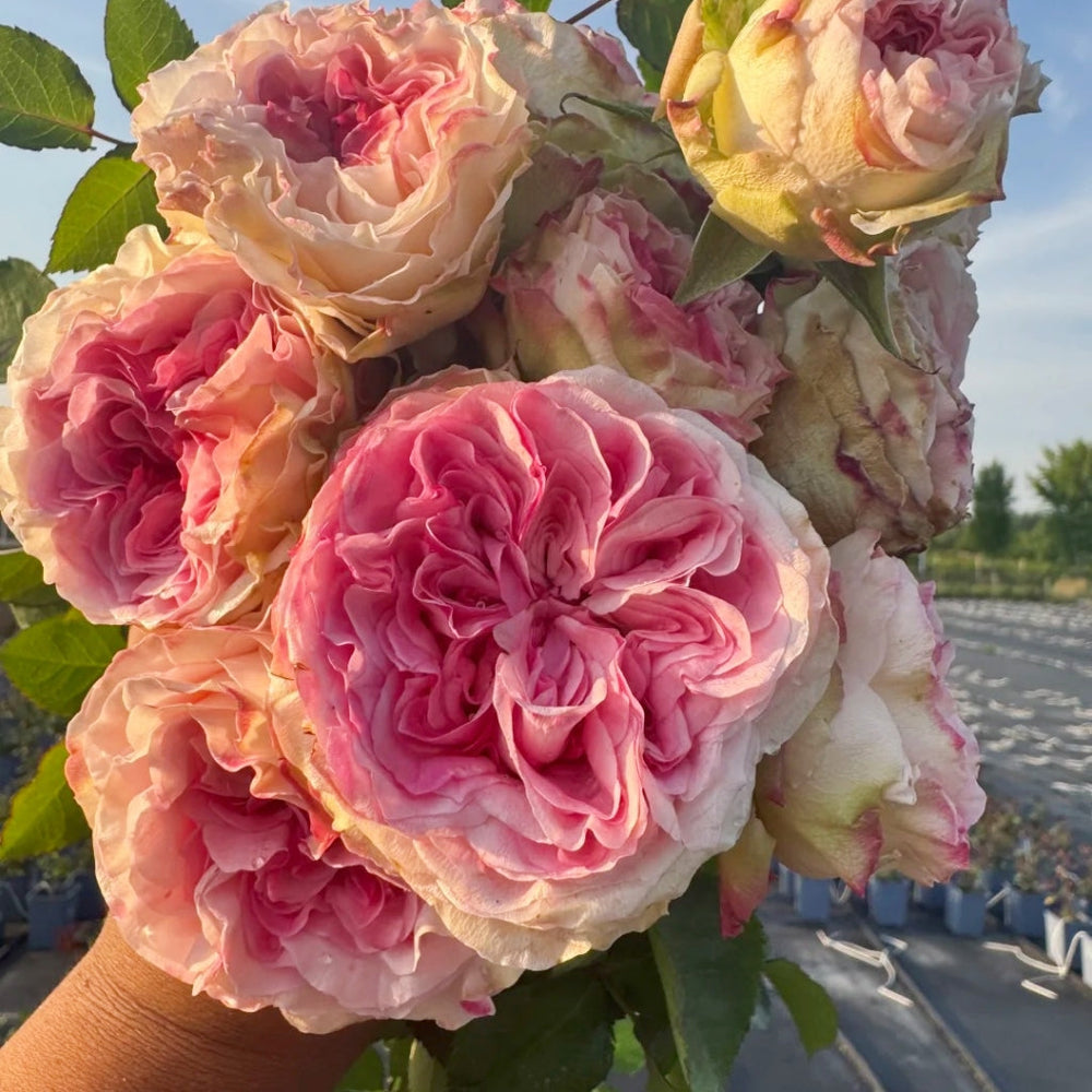 Gossip Girl Rose
