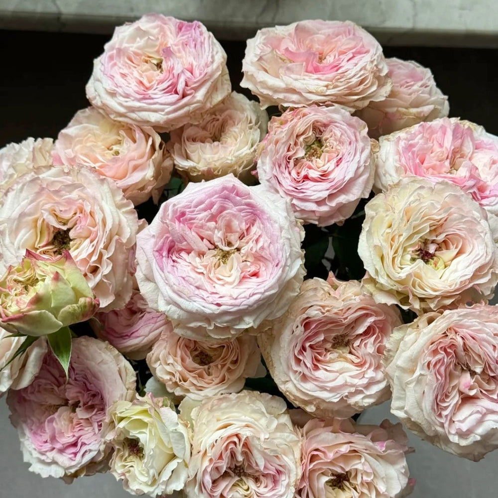 Gossip Girl Rose