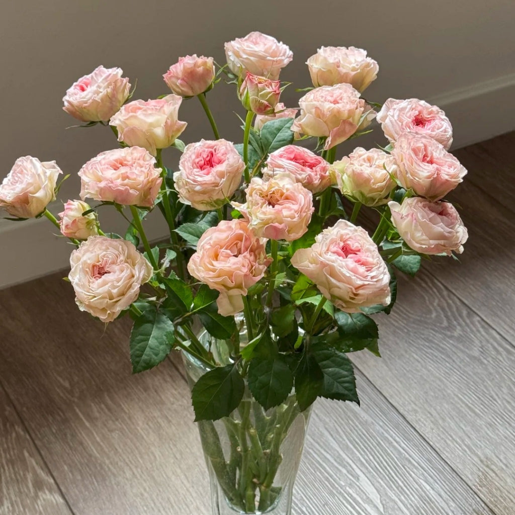 Gossip Girl Rose