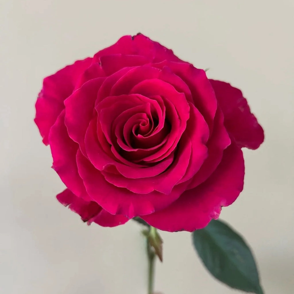 Gotcha Rose