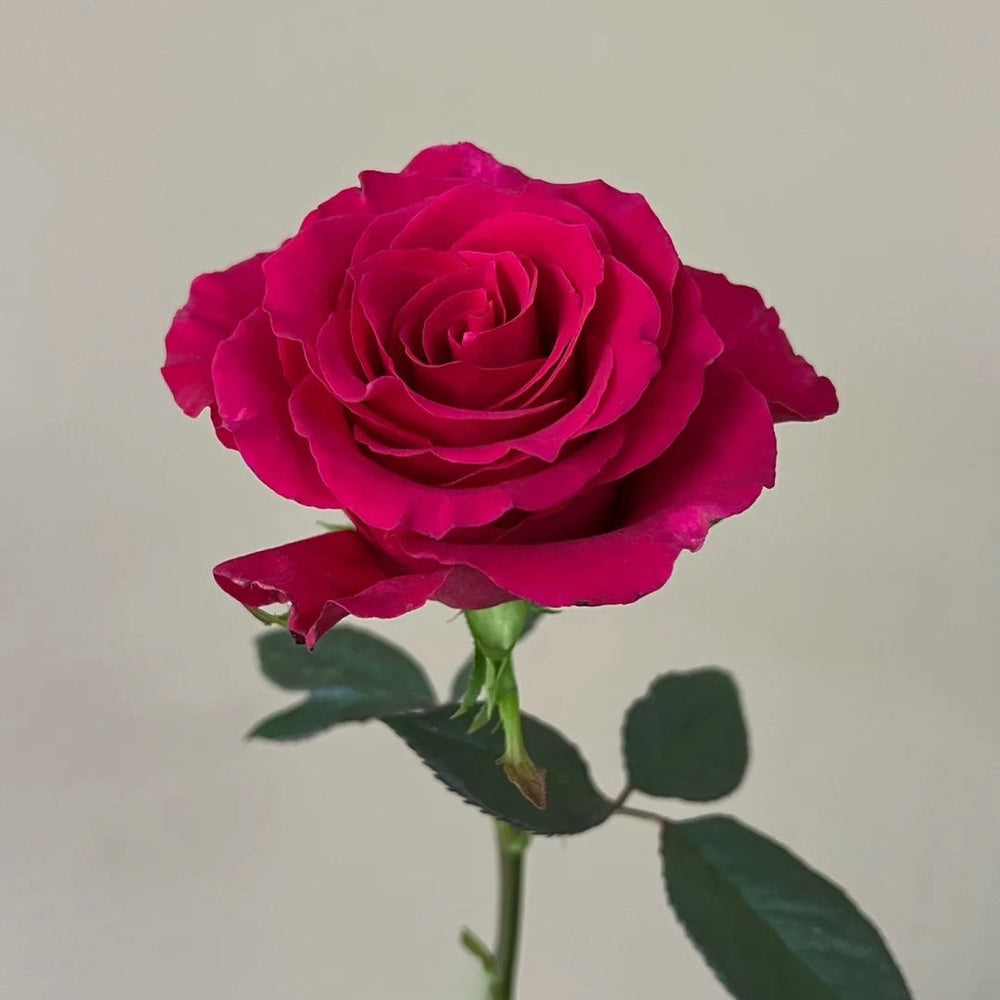 Gotcha Rose