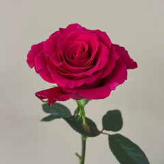 Gotcha Rose