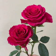 Gotcha Rose