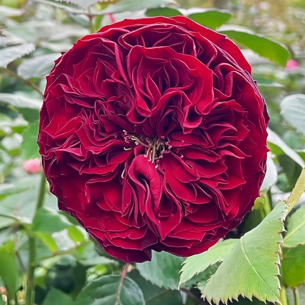 Grand Jubilee Rose