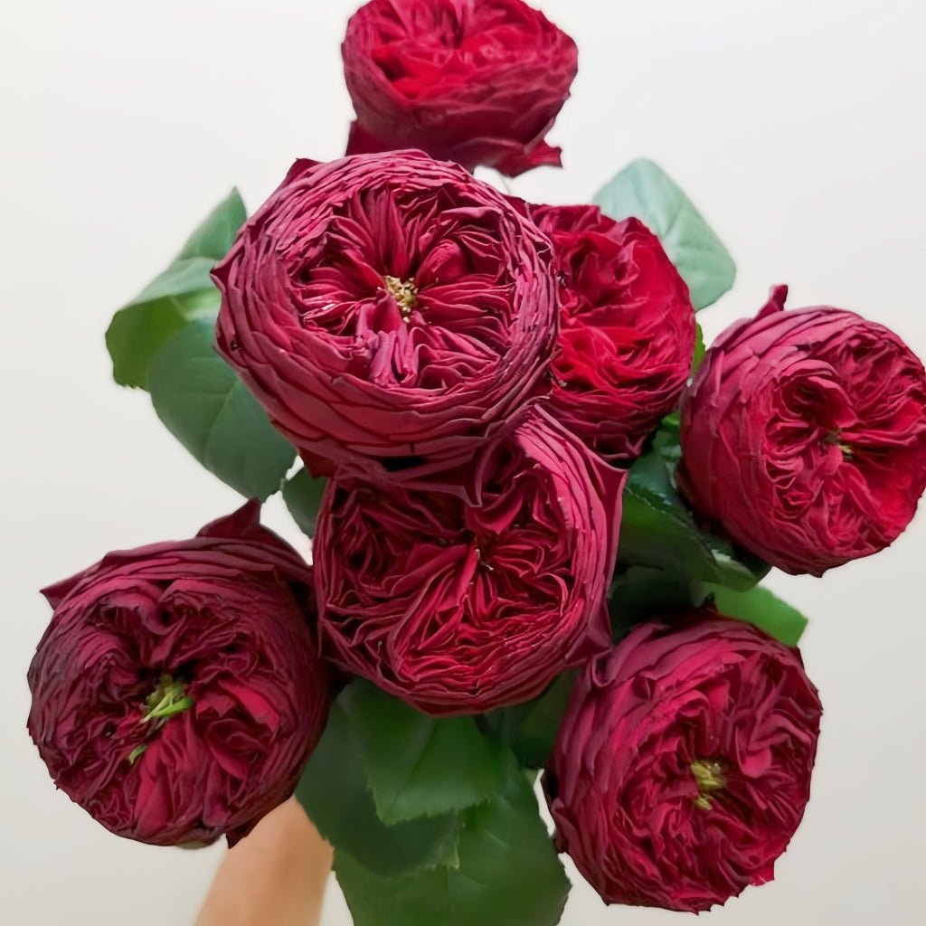 Grand Jubilee Rose